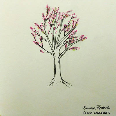 Eastern redbud